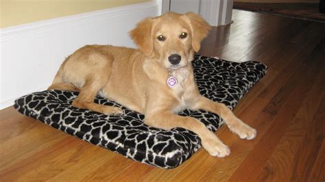 English golden retriever male, 17 weeks tuscarawas co, ohio. Past puppies 4