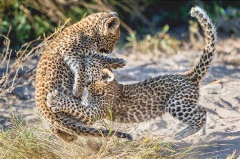 Intimate Photos Of A Leopard Mother And Her Cubs Discover Wildlife