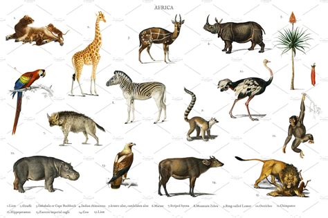 Different Types Of Animals High Quality Stock Photos ~ Creative Market