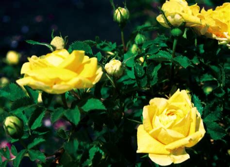 Rose, Persian Yellow - TheTreeFarm.com