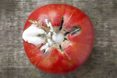What Are Some Common Diseases That Can Kill Tomato Plants 2022