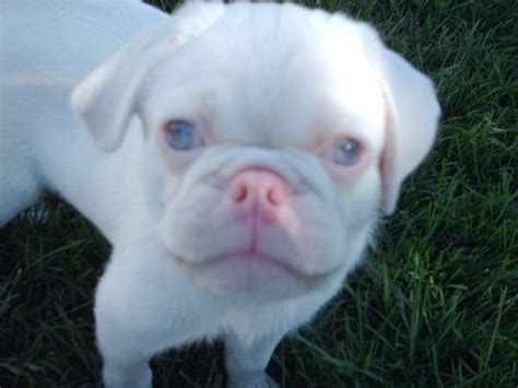 Pug Forum Chinese Pugs Pug Pictures Show Off Your Pug Albino