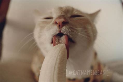 Cat Goes Viral For Inappropriate Pics With A Banana