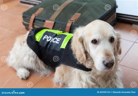 Police Dog With Distinctive Stock Photo Image Of Look Keeper 65550124