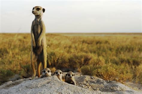 The Meerkat Or Suricate Is A Small Mammal Belonging To The Mongoose