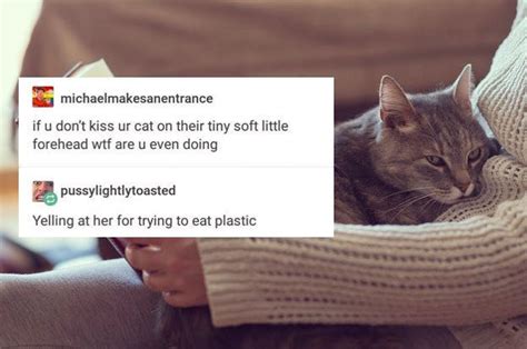 31 tumblr posts you ll love if you re a proud unabashed cat person cats tumblr tumblr posts