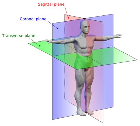 Intro To Human Anatomy