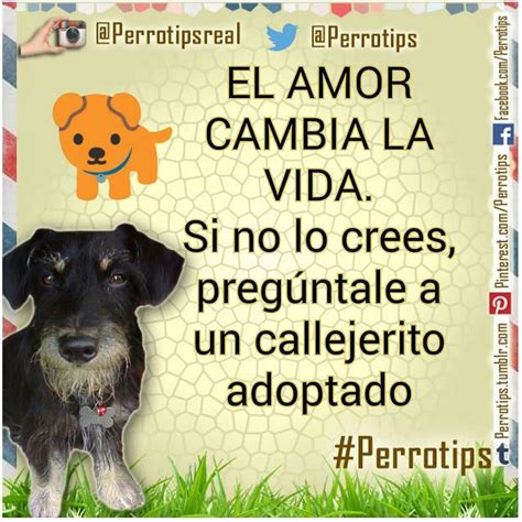 Instagram Photo By Somos Los Verdaderos Perrotips May 23 2016 At 3