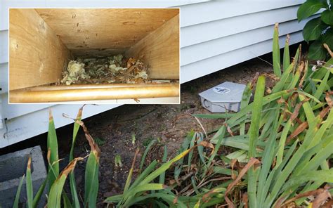 Cowleys Pest Services Before After Photo Set Dig Defense Will Keep Wildlife From Entering