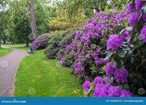Beautiful Spring Green Park With Many Purple Flowers Along Walk Path