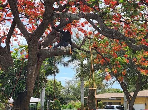 Tree Care Gallery: Trimming, Removal, Crown Reduction | Davie, FL