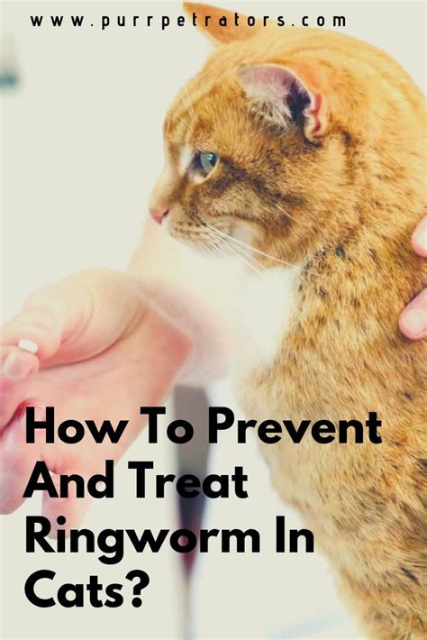 How To Treat Ringworm In Cats At Home Catsbh
