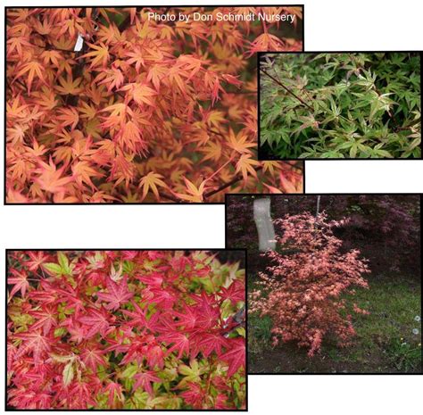 Buy Acer Palmatum Coral Magic Pink Japanese Maple — Mr Maple │ Buy