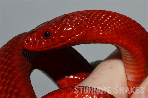Stunning Snakes 🔴 Elaphe Dione 🔴 Pure Super Red Flame