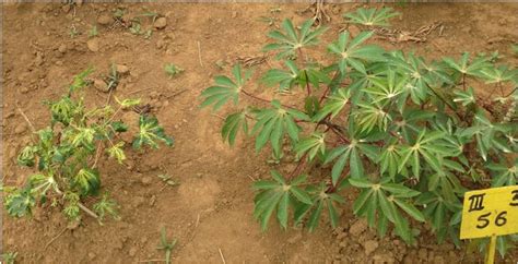 Scientists Discover The Gene For Cassava Mosaic Disease Resistance