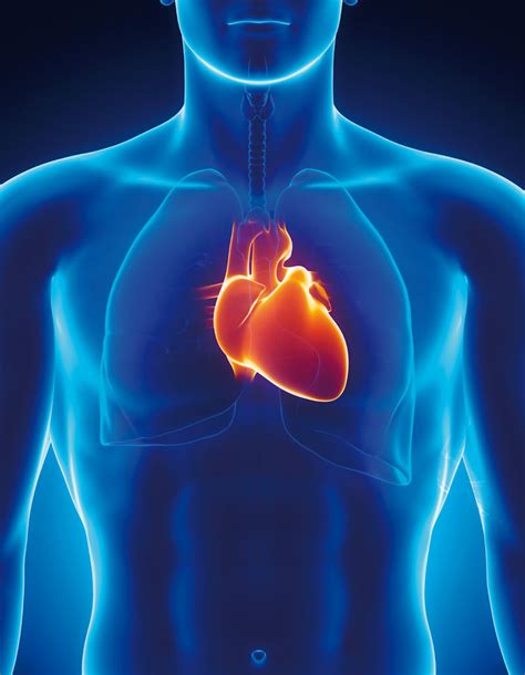 Human Heart With Thorax News On