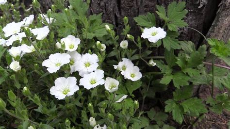 Montana is native to mountains of southwestern europe. Arenaria montana - Berg-Sandkraut, Mountain Sandwort - YouTube