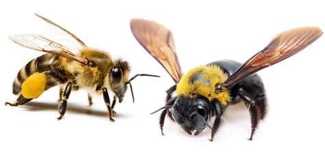 Honey Bee Vs Carpenter Bee Whats The Difference Bee Professor