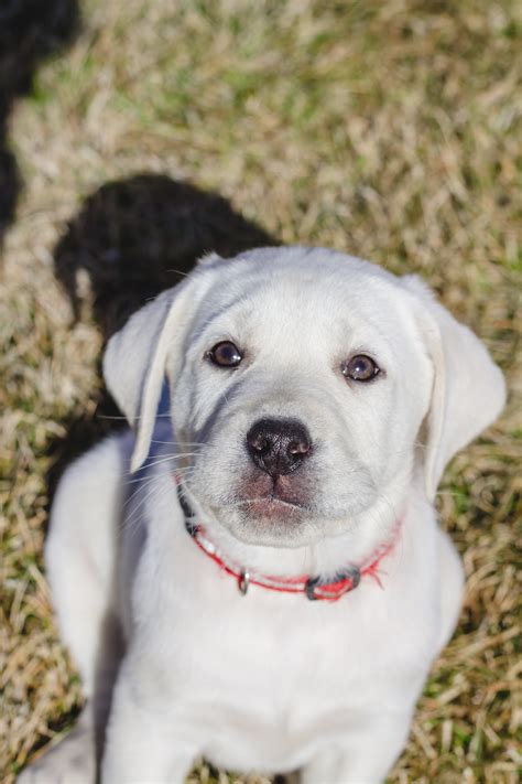 Don't feel sad anymore do you?please subscribe to tube. Male White Lab Puppy Toby - Placed - Puppy Steps Training