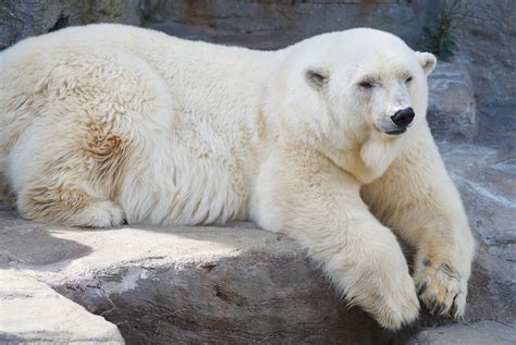 Polar Bear Adaptations Animal Sake