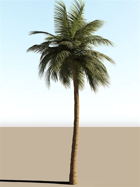 Coconut Tree Animation 3d Model Turbosquid 1570467