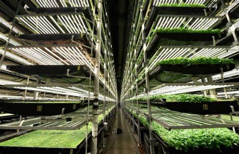 Tech Connection Boosts Ny Vertical Farmers