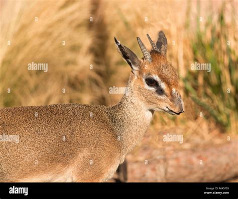 Kirks Dik Dik Small African Antelope Closeup Portrait In Serengeti Of