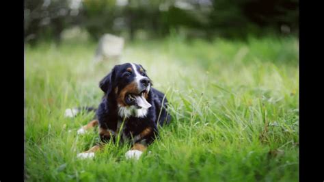 Bernese Mountain Dog Breed Info Guide And Care