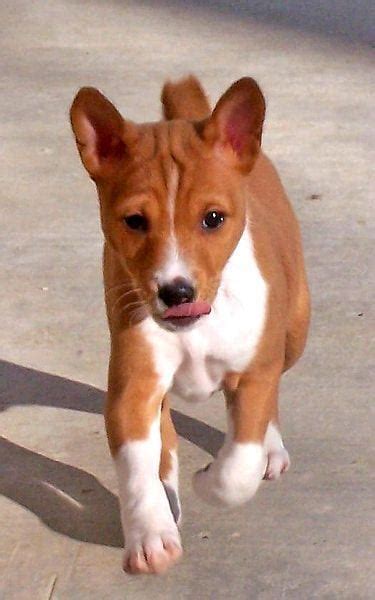 Basenji Dog Breed Info Pictures Personality And Facts