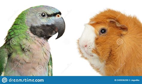 Green Parrot And Guinea Pig Stock Photo Image Of Brown Advertisement
