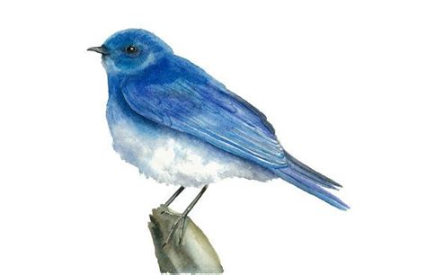 Bluebird Watercolor Painting Archival Bird Print Watercolor