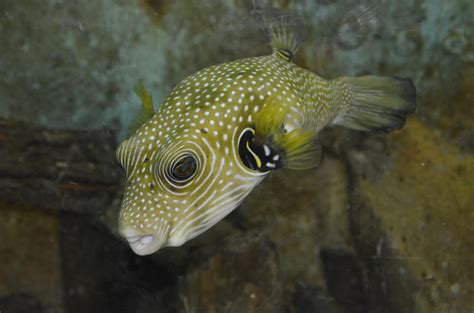 White Spotted Puffer Arothron Hispidus