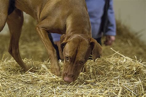 barn-hunt-trial,-sheboygan-dog-training-club-03-28-14-dog-training,-dogs,-sheboygan