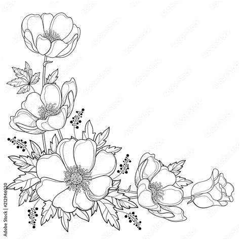 Vector Hand Drawing Corner Bouquet With Outline Anemone Flower Or