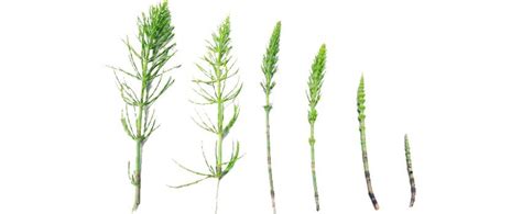 Identify Mares Tail Horsetail Weed