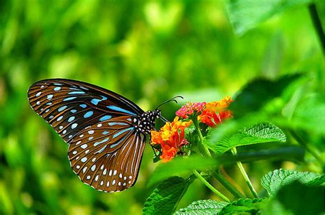 35 Most Beautiful Butterfly Pictures Incredible Snaps