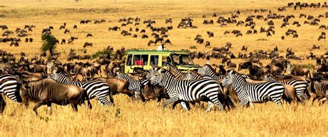 The 8 Best African Safari Parks Ready For Adventures