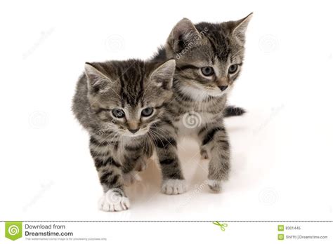 Two Cute Cats Royalty Free Stock Photo Image 8301445