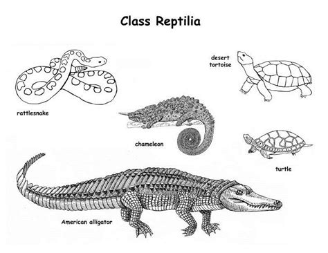 Reptiles Facts Characteristics Anatomy And Pictures