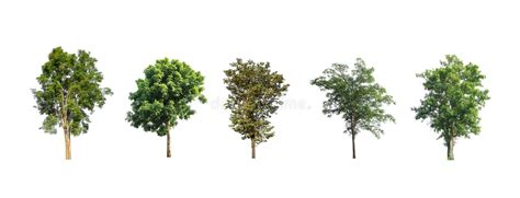 Collection Of Tree Set Of Isolated Trees On White Background Stock