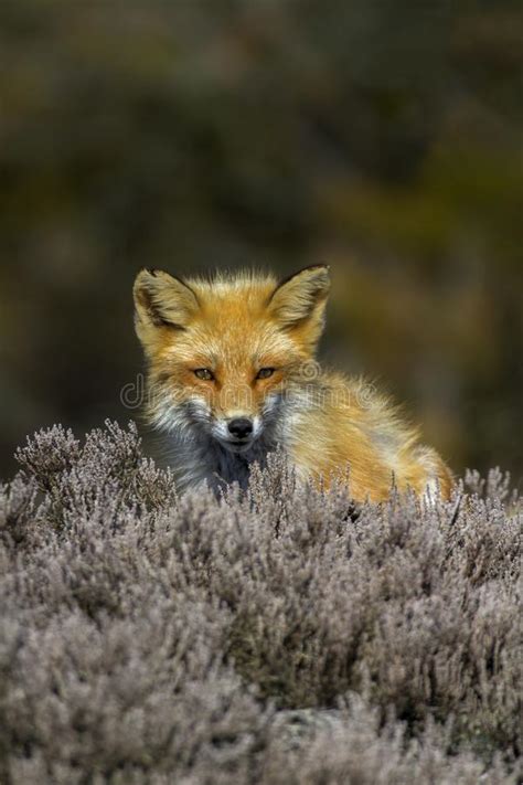 Red Fox Sitting On A Sand Dune Stock Photo Image Of States Carnivora