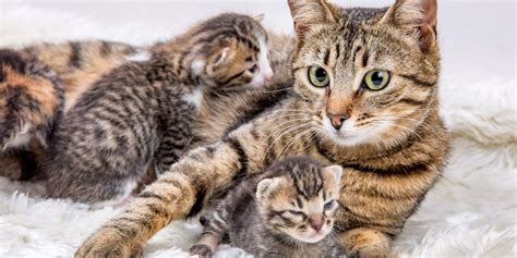 Do Mother Cats Discipline Their Kittens A Veterinarian Explains All