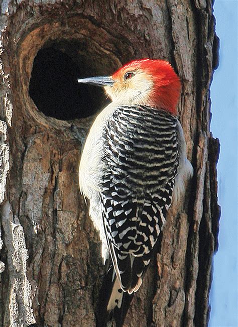 The Wonderful Woodpecker - Islamic Voice