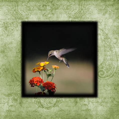 Hummingbird I Photo Square Photograph By Jai Johnson Pixels