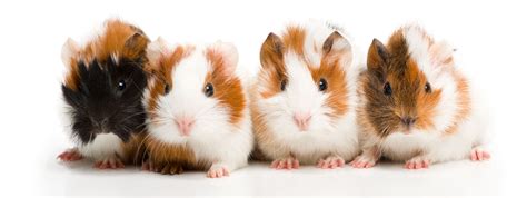 72 Cute And Funny Guinea Pig Names Funny Pigs And