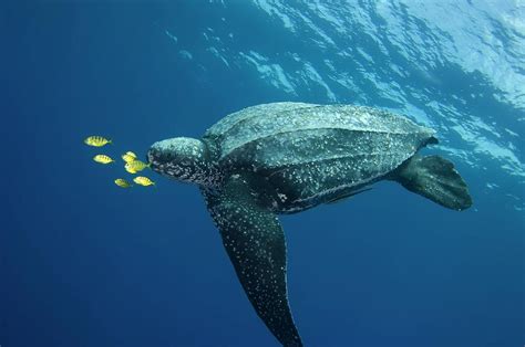 Leatherback Turtle 4 Photograph By Scubazooscience Photo Library Pixels