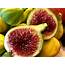 Free Shipping  Fig Panache 1 Plants 2 To 3 Feet Fall Ship In