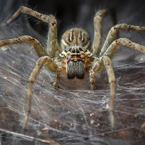 Spiders In Australia Species Facts Fantastic Pest Control Au