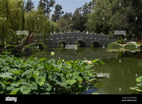 Chinese Botanical Garden With A Pond Bridge And Lotus Flowers In
