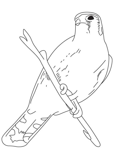Desenho de Pássaro gavião para colorir Tudodesenhos
